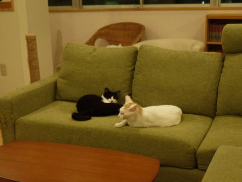 猫式ブログ~里親募集型猫カフェ