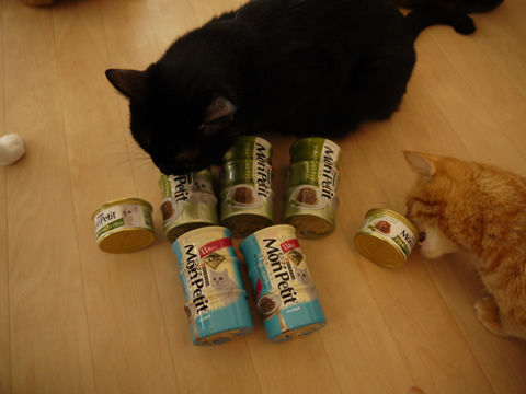 猫式ブログ~里親募集型猫カフェ