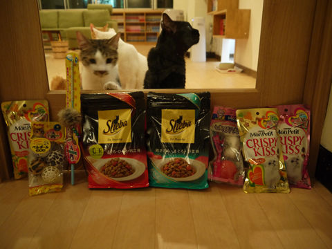 猫式ブログ~里親募集型猫カフェ