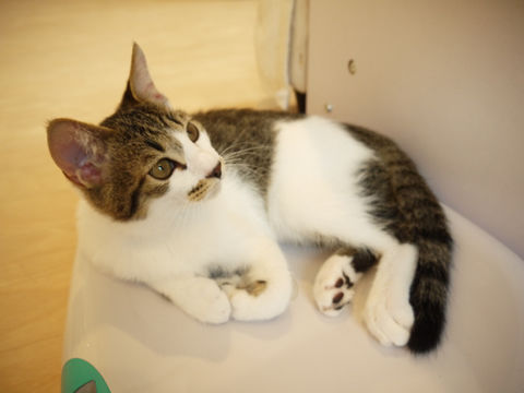 猫式ブログ~里親募集型猫カフェ