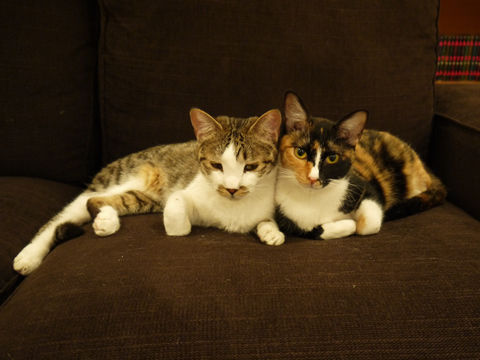 猫式ブログ~里親募集型猫カフェ