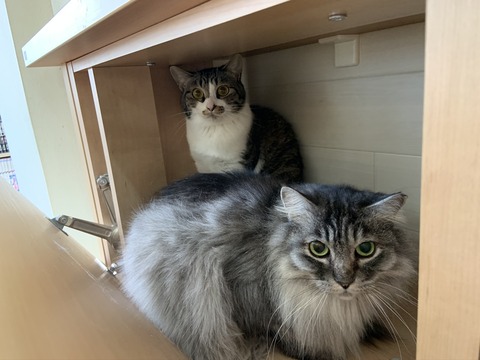 43DE128B-C7C2-4BB9-BD91-162AC083695B