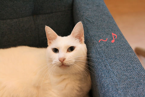 猫式ブログ~里親募集型猫カフェ