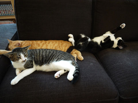 猫式ブログ～里親募集型猫カフェ