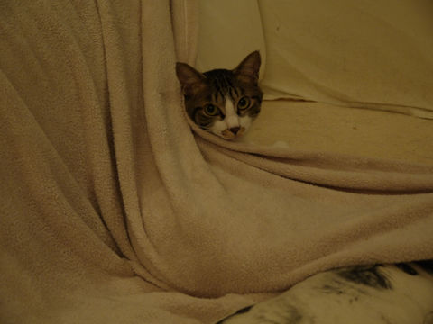 猫式ブログ~里親募集型猫カフェ