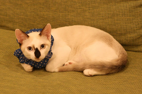 猫式ブログ～里親募集型猫カフェ