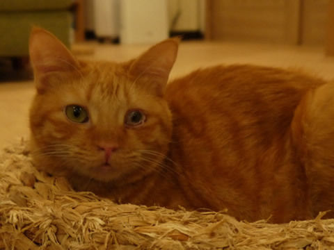 猫式ブログ~里親募集型猫カフェ