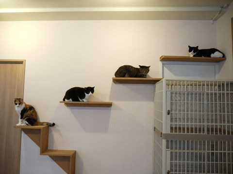 猫式ブログ~里親募集型猫カフェ