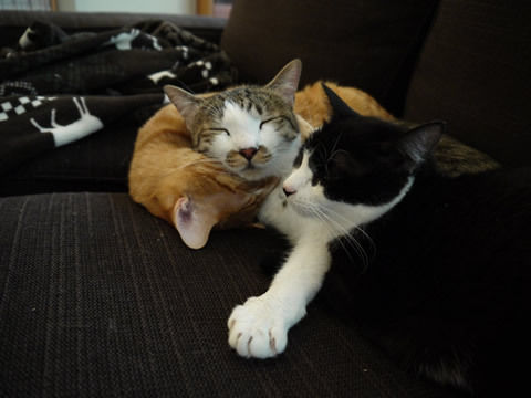 猫式ブログ~里親募集型猫カフェ