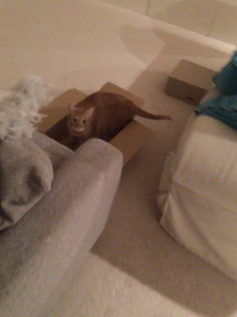 52558386-7BFF-4D37-B574-17AED5445A6C