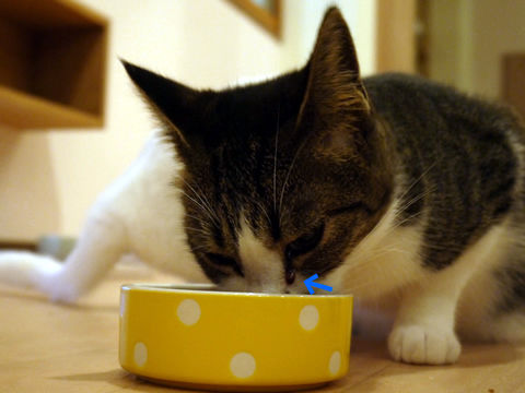 猫式ブログ～里親募集型猫カフェ