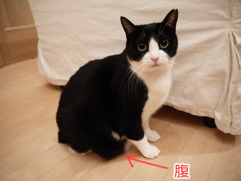 猫式ブログ~里親募集型猫カフェ