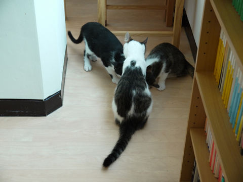 猫式ブログ~里親募集型猫カフェ