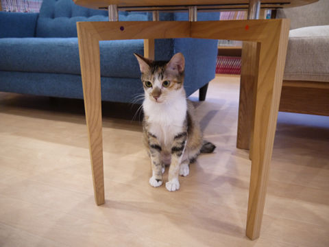 猫式ブログ~里親募集型猫カフェ