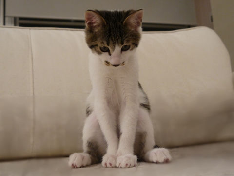 猫式ブログ~里親募集型猫カフェ