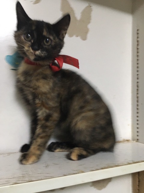 69BC0C67-D282-4E72-B58B-FCEF75F23C69