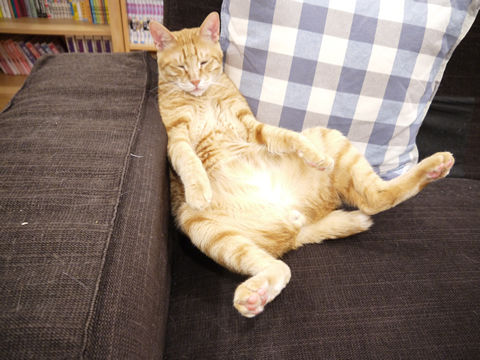 猫式ブログ~里親募集型猫カフェ