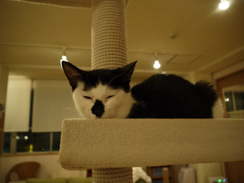 猫式ブログ～里親募集型猫カフェ