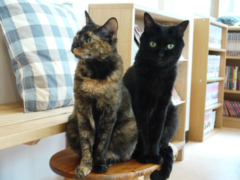 猫式ブログ~里親募集型猫カフェ