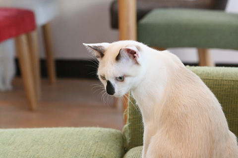 猫式ブログ~里親募集型猫カフェ
