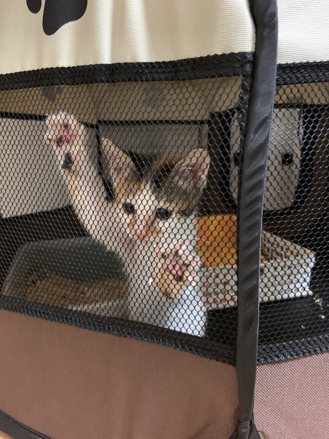 CEFF663D-70B8-4C96-BC68-0A612DFECA1A