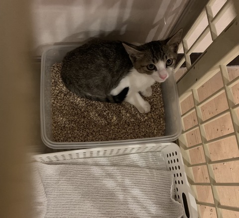 6E1523F4-1A14-4EC8-80CE-EF9EE301FFE2