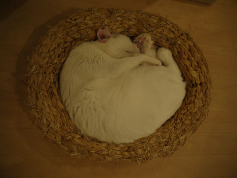 猫式ブログ～里親募集型猫カフェ