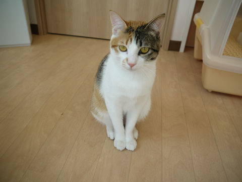 猫式ブログ~里親募集型猫カフェ