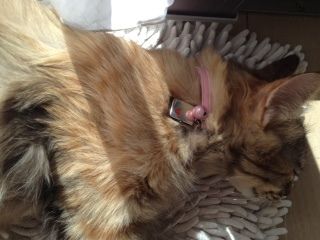 猫式ブログ~里親募集型猫カフェ