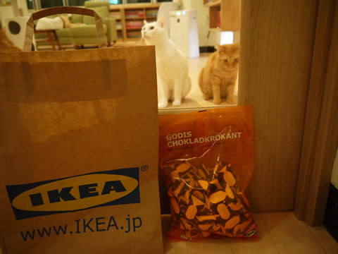 猫式ブログ～里親募集型猫カフェ