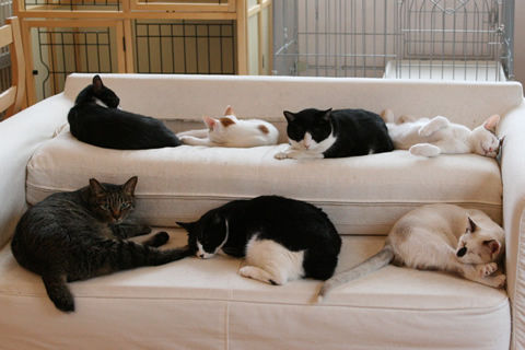 猫式ブログ~里親募集型猫カフェ