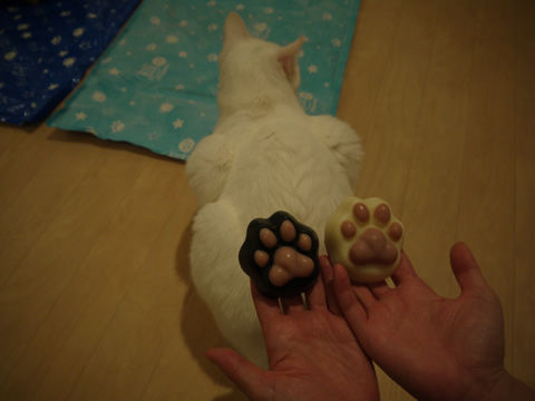 猫式ブログ～里親募集型猫カフェ