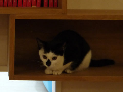 猫式ブログ~里親募集型猫カフェ