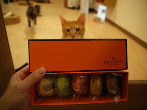 猫式ブログ~里親募集型猫カフェ