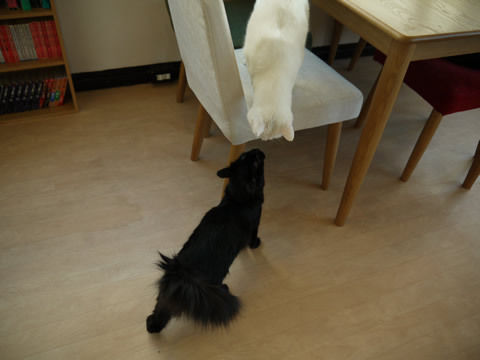 猫式ブログ～里親募集型猫カフェ