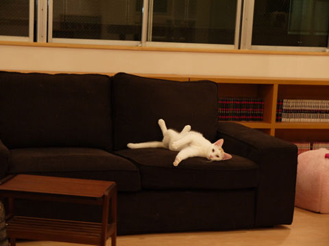 猫式ブログ~里親募集型猫カフェ