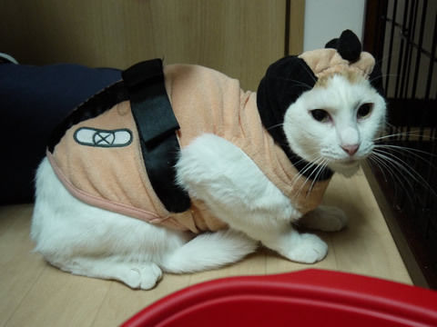 猫式ブログ~里親募集型猫カフェ