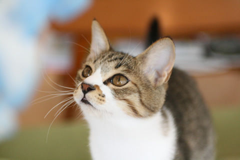 猫式ブログ~里親募集型猫カフェ