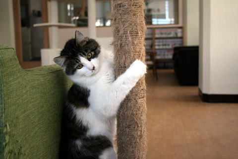 猫式ブログ～里親募集型猫カフェ