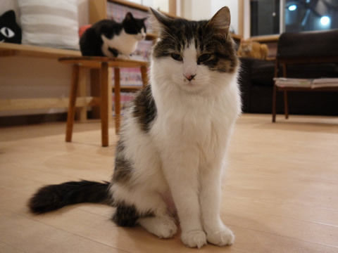 猫式ブログ~里親募集型猫カフェ