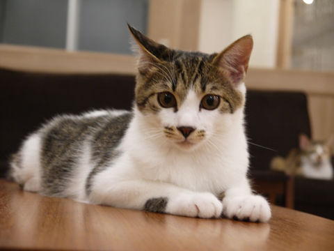 猫式ブログ~里親募集型猫カフェ