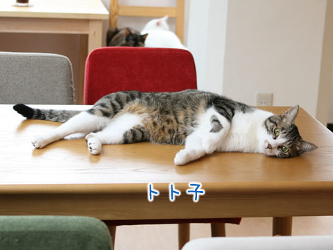 猫式ブログ~里親募集型猫カフェ
