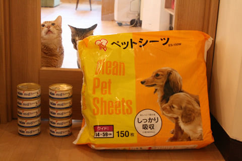 猫式ブログ~里親募集型猫カフェ