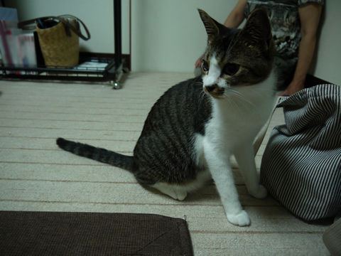 猫式ブログ～里親募集型猫カフェ