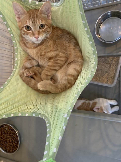 CA4931F2-165F-44EF-9B7F-187CC51D63C9