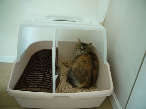 猫式ブログ~里親募集型猫カフェ