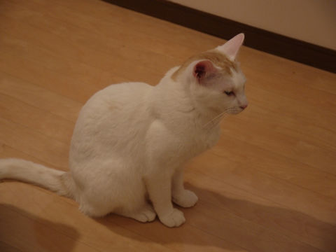 猫式ブログ～里親募集型猫カフェ