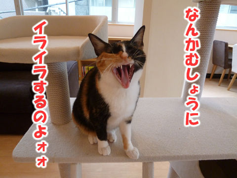 猫式ブログ