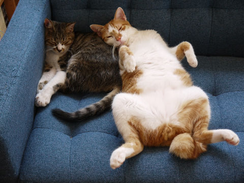 猫式ブログ~里親募集型猫カフェ