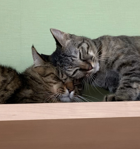 A2F6C2A5-6677-45CE-B966-68DC99DCEC8F